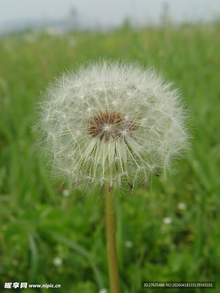 蒲公英特写