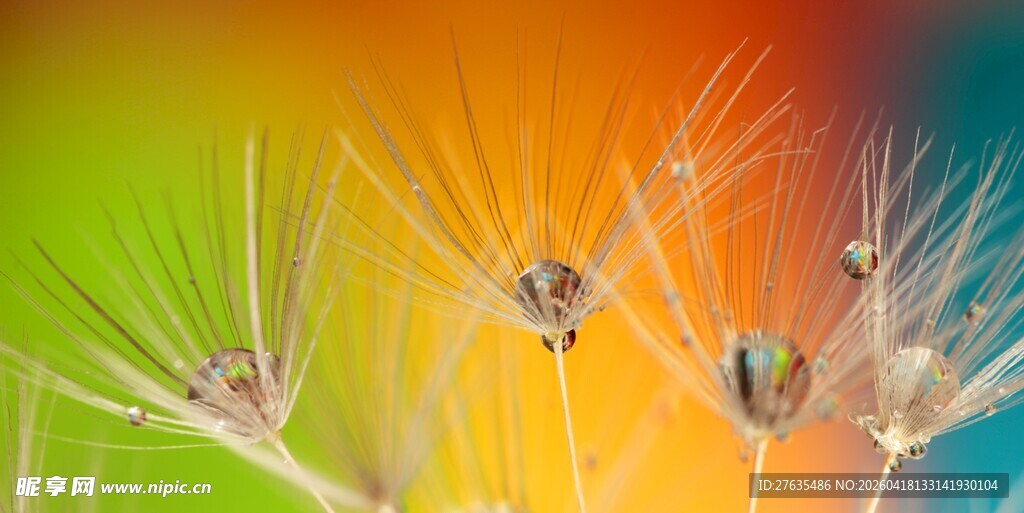 多彩蒲公英微距特写