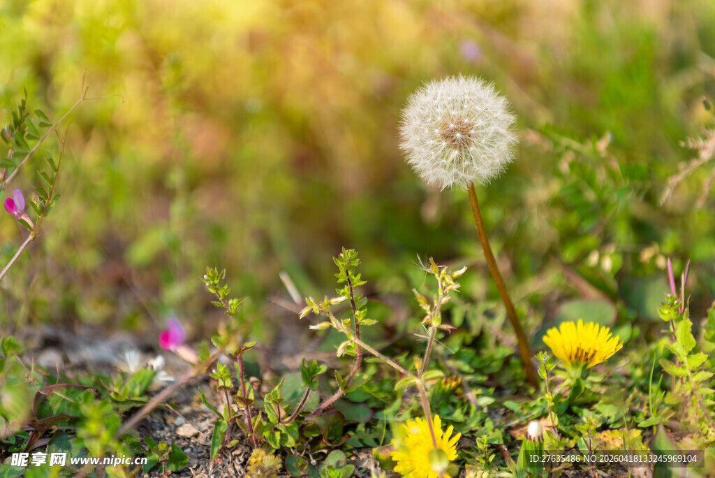 草地上的蒲公英与小花