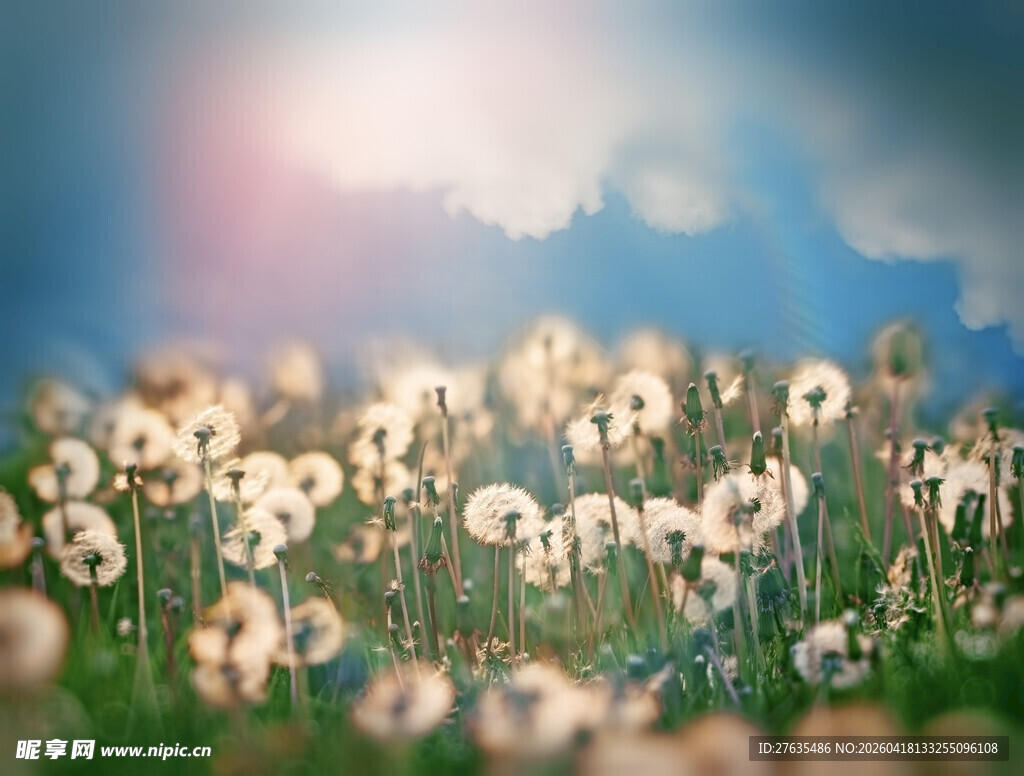 阳光下的蒲公英花海