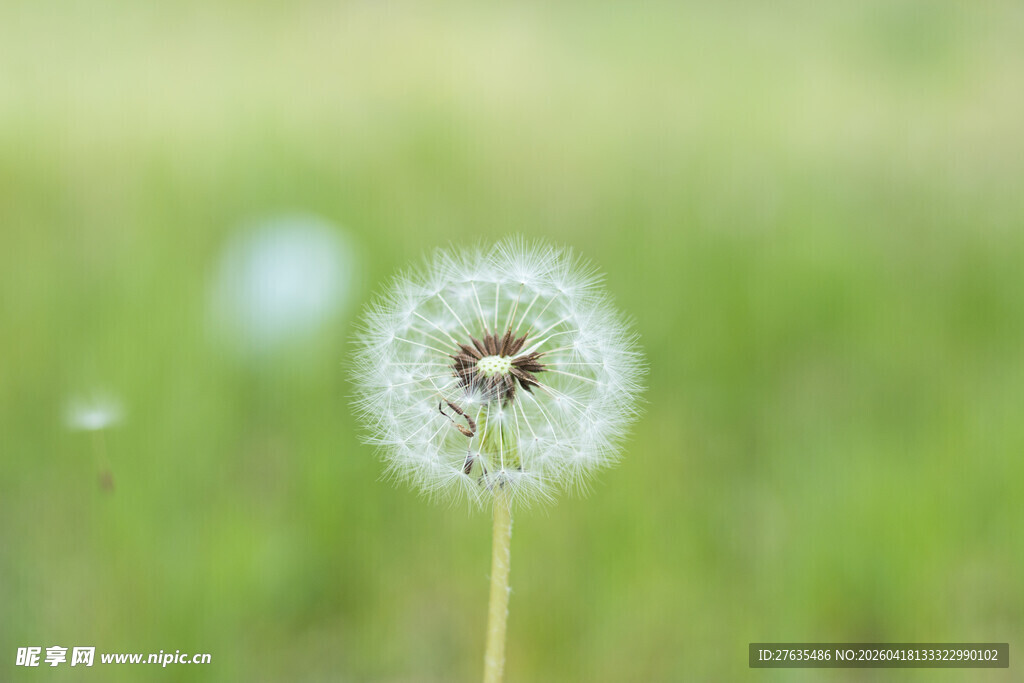 蒲公英上的小昆虫