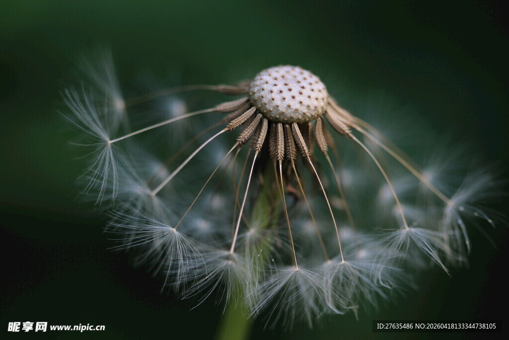 蒲公英种子特写