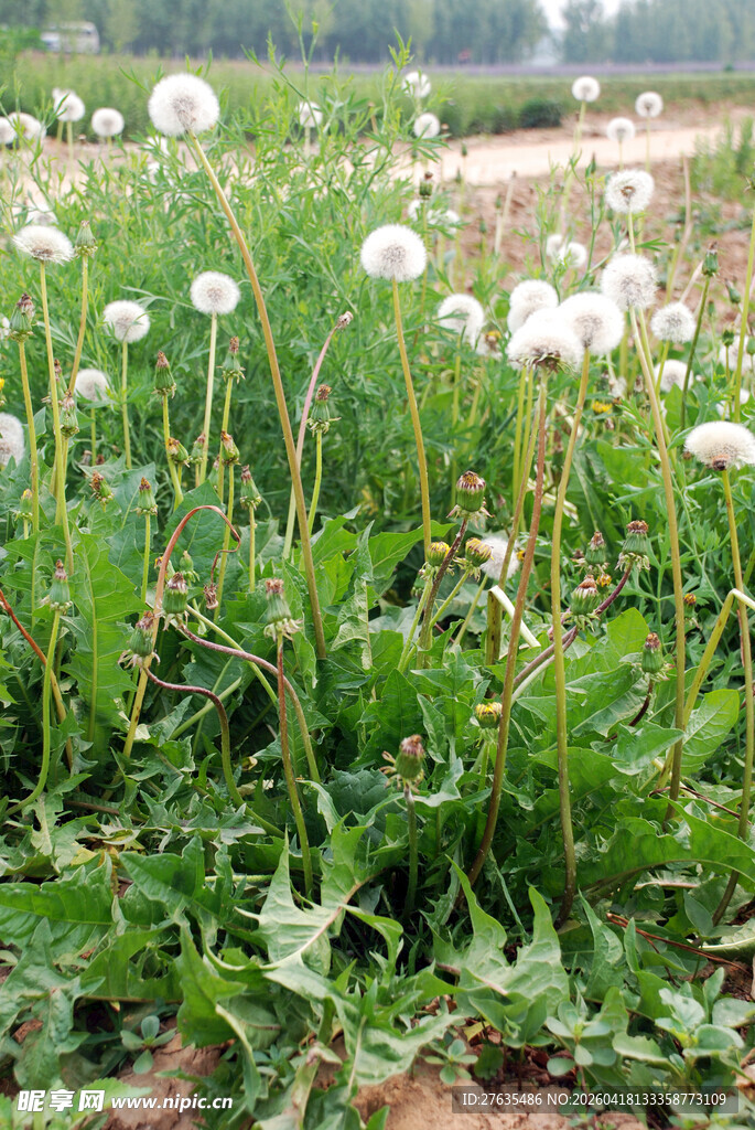 田野中的蒲公英绽放
