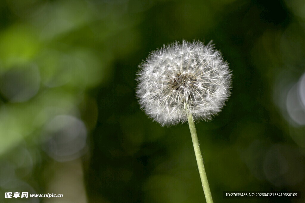 单株蒲公英特写