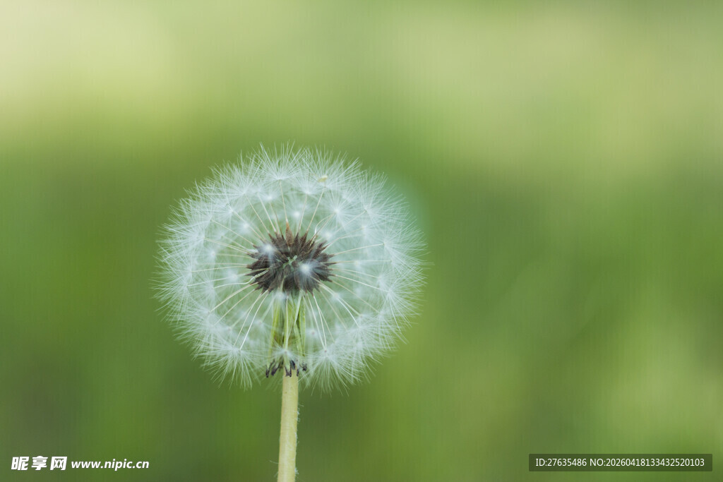 蒲公英特写
