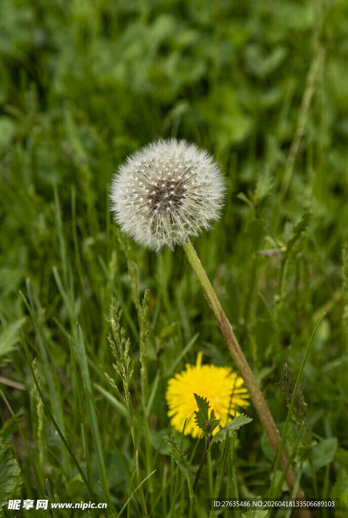草地上的蒲公英与小黄花