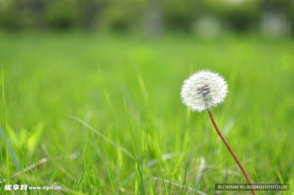 草地上的孤独蒲公英