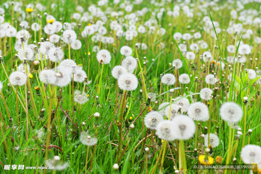 蒲公英盛开的绿色草地