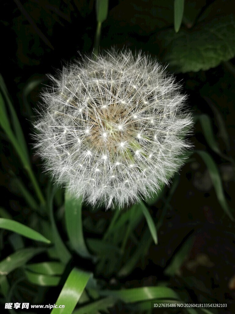 蒲公英特写