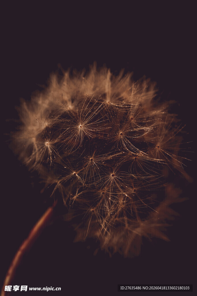 梦幻蒲公英