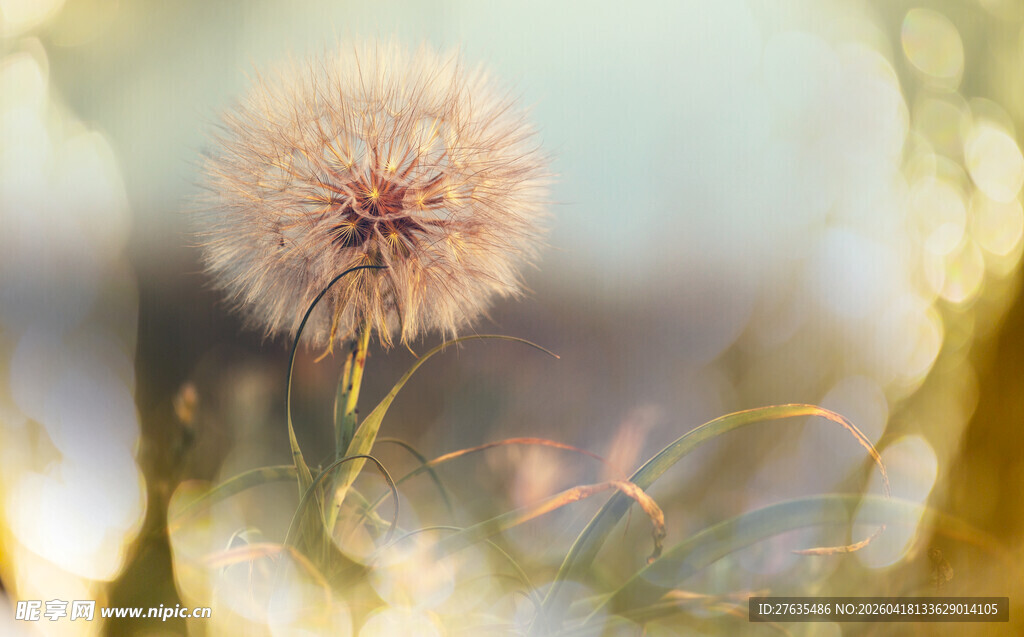阳光下的蒲公英