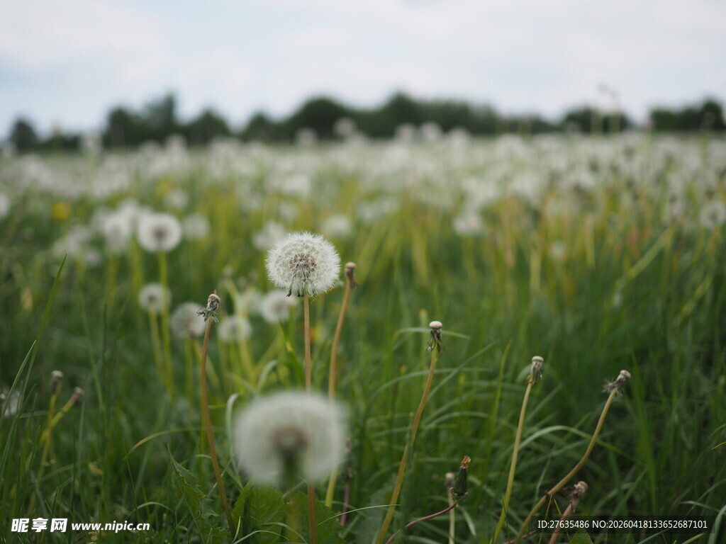 蒲公英花海
