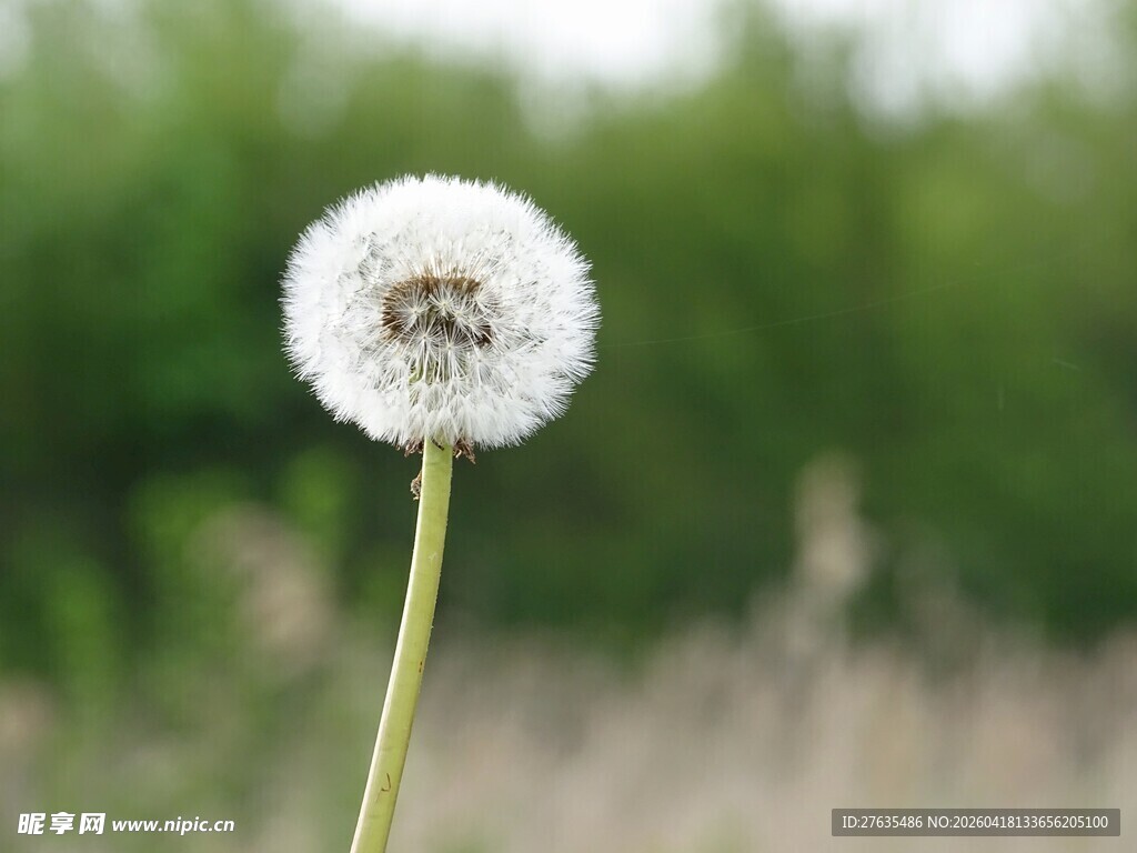 一朵蒲公英特写