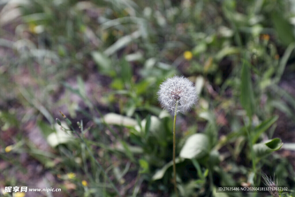 草地上的白色蒲公英