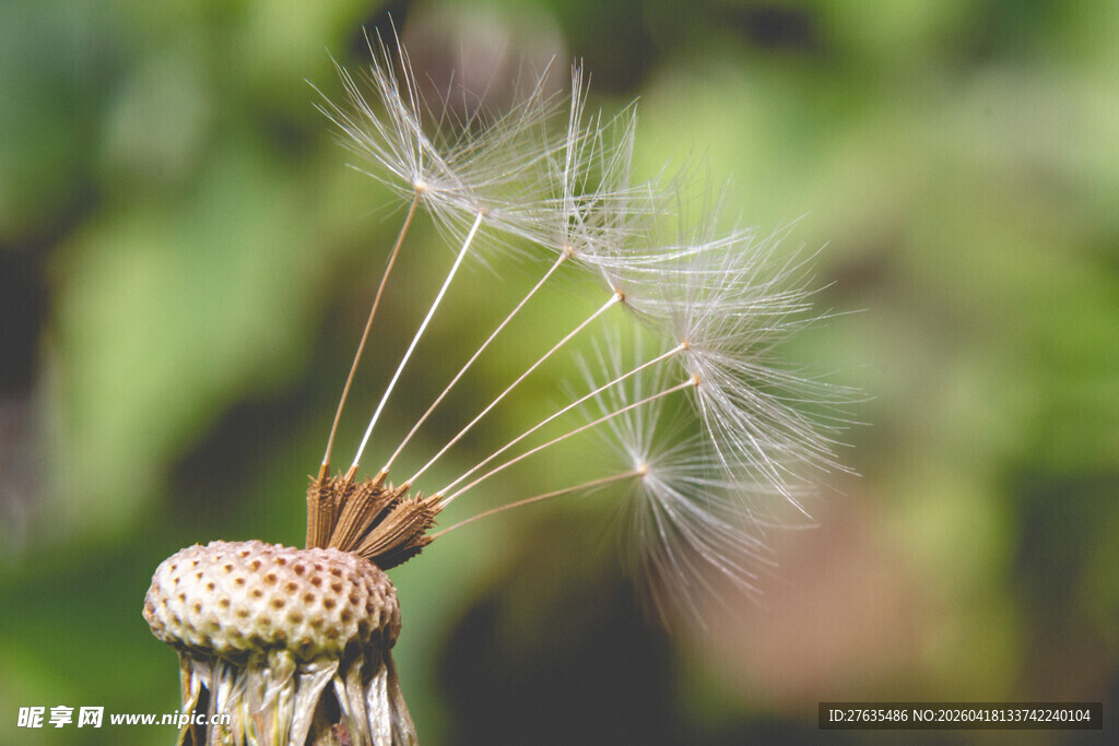 蒲公英种子轻盈飞舞瞬间