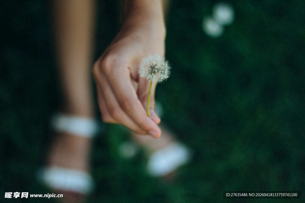 手捧蒲公英
