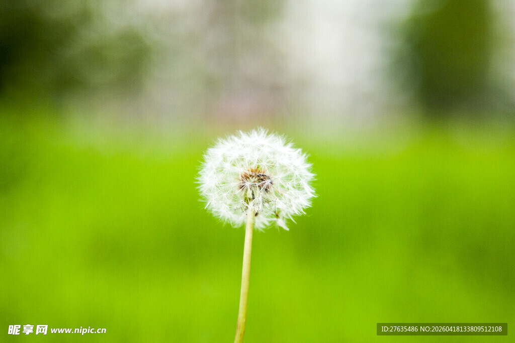 单株蒲公英绽放于绿野