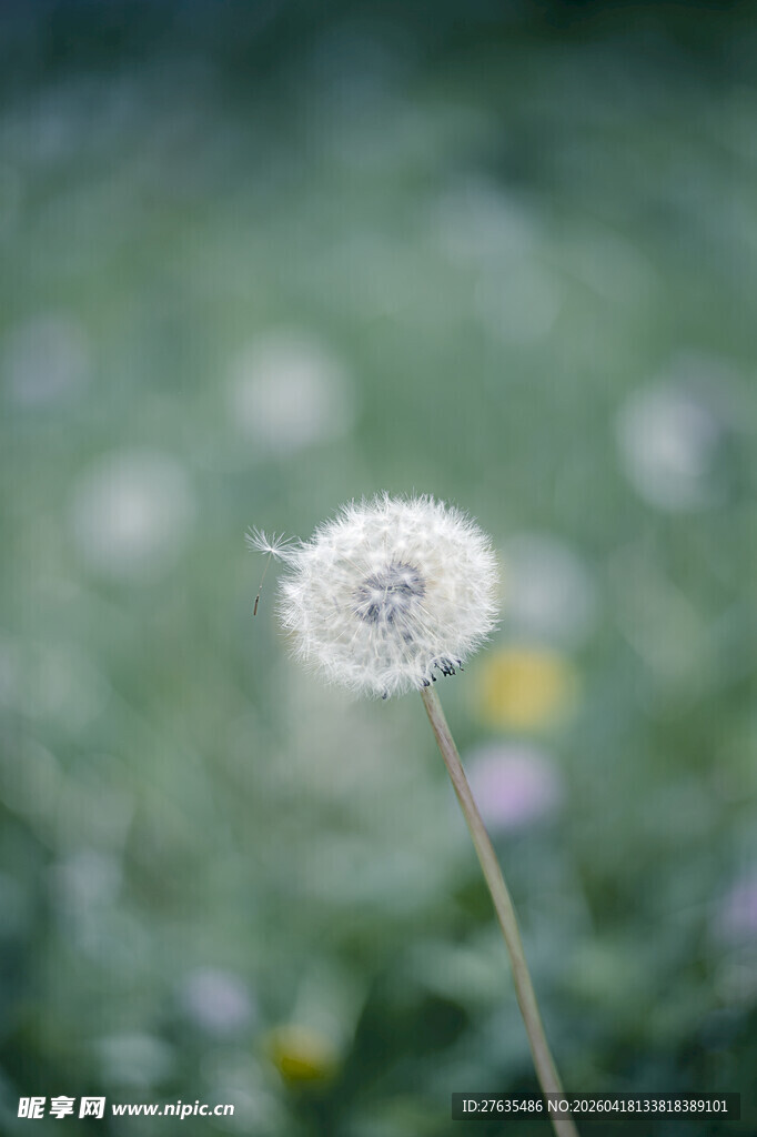 蒲公英特写