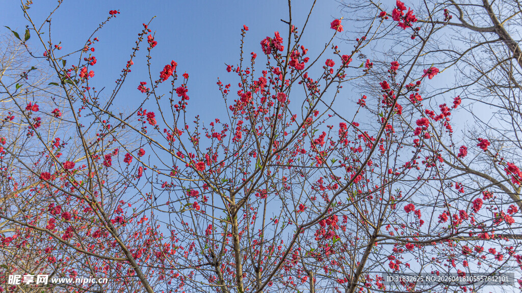 枝头绽红 春日烂漫景致