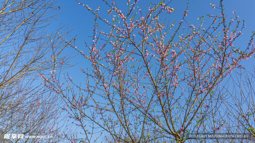 蓝天映衬下的繁花树枝
