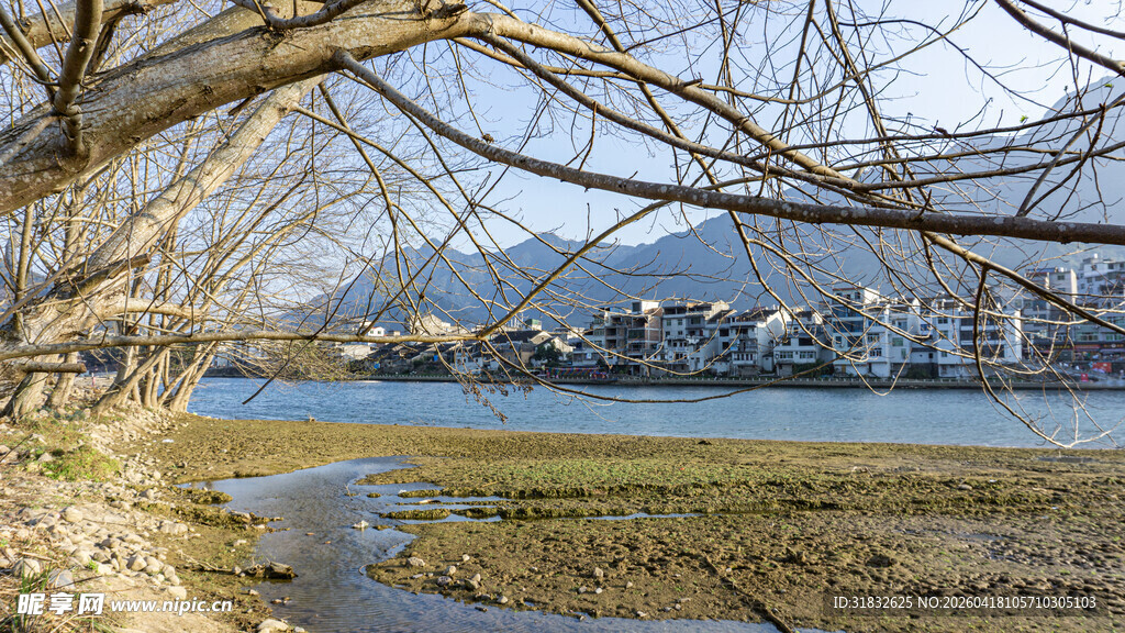 河畔枯树映衬远处城镇