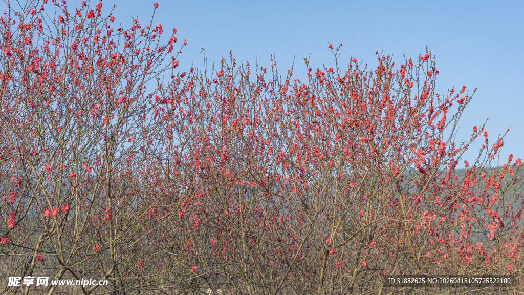 枝头红果映蓝天