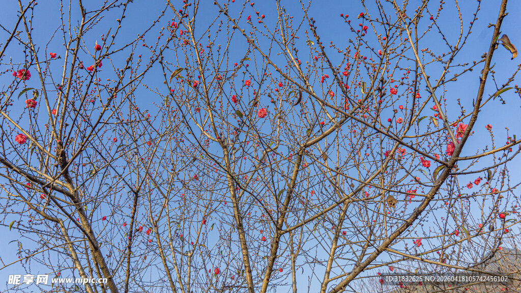 枝头红柿映蓝天