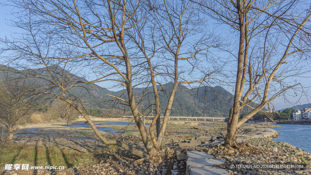 冬日河畔枯树风景