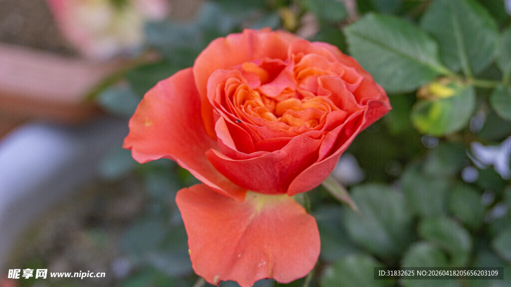 娇艳橙红色玫瑰花
