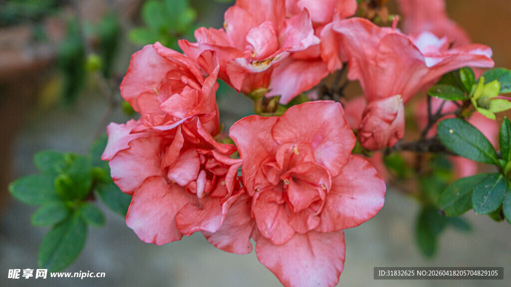 娇艳粉色杜鹃花绽放