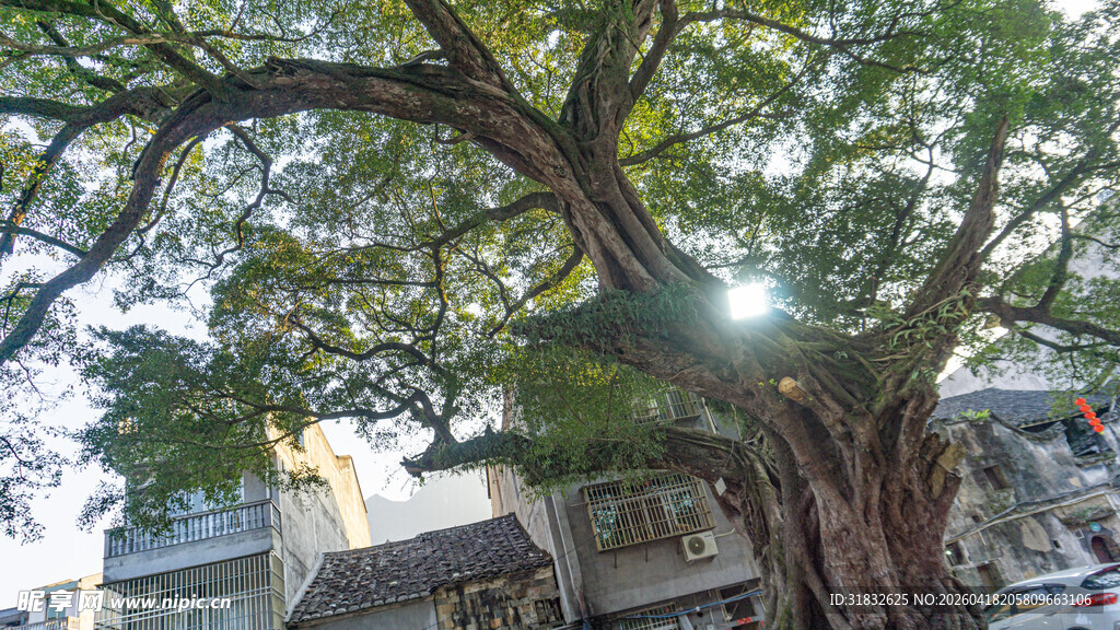 阳光下的繁茂古榕树