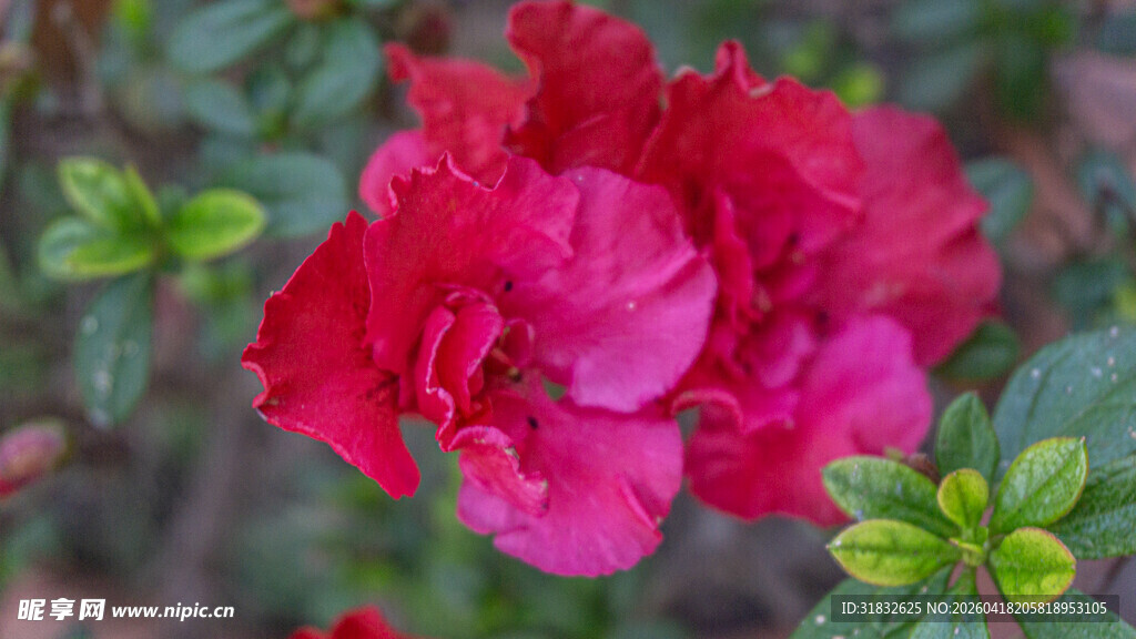 娇艳欲滴的红色杜鹃花