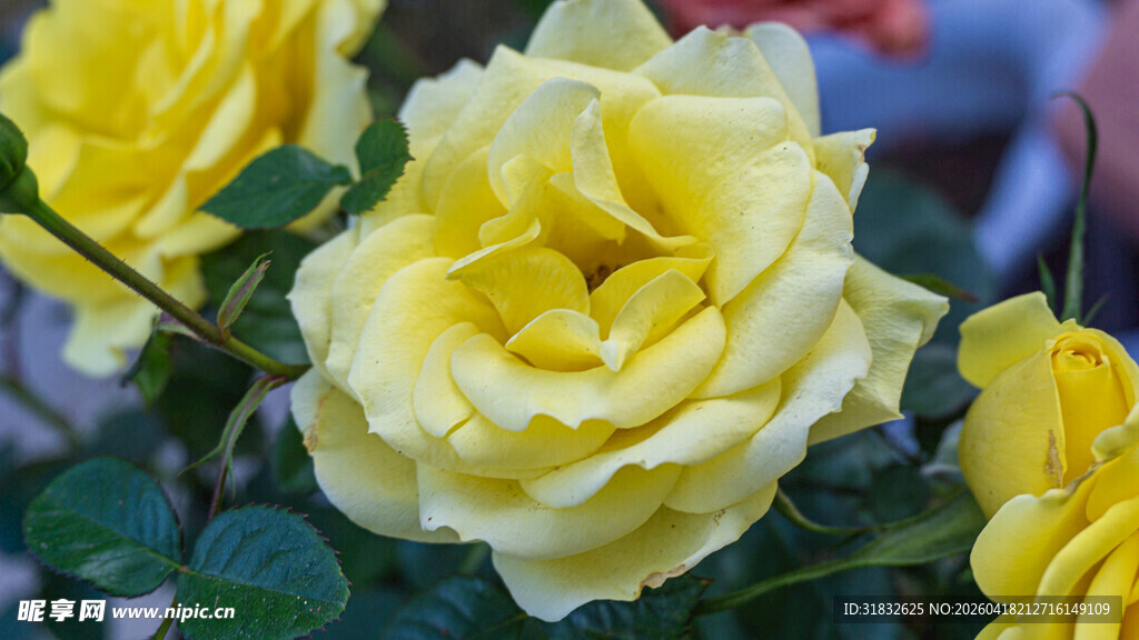 娇艳黄玫瑰绽放