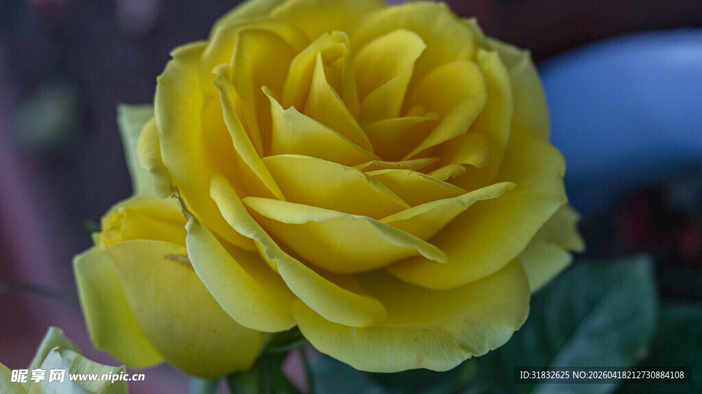 娇艳黄玫瑰特写