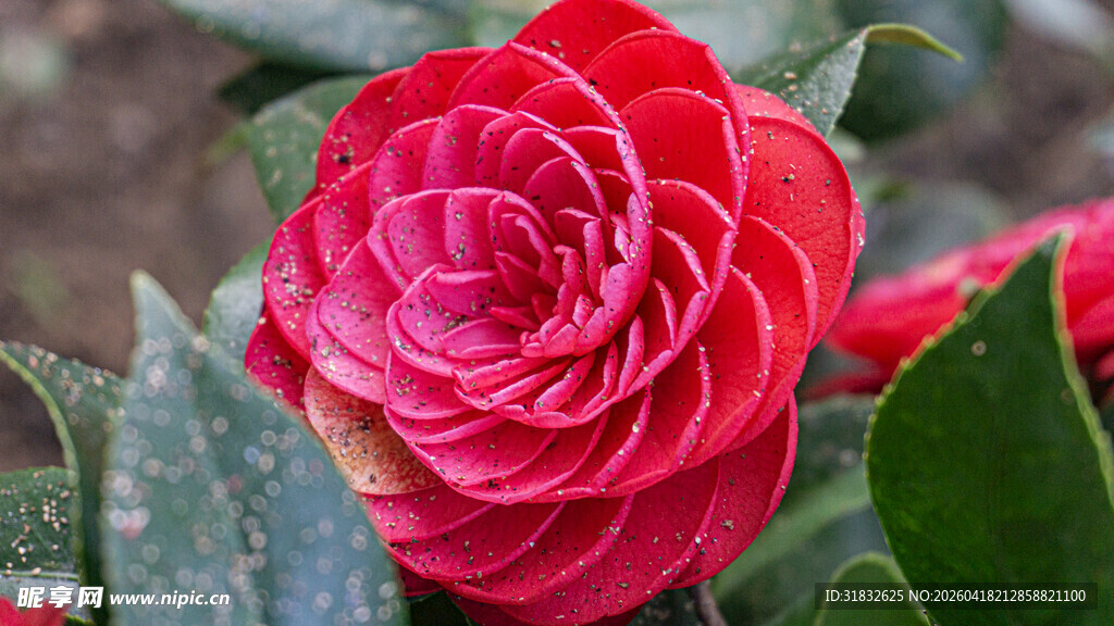 娇艳欲滴的红色山茶花