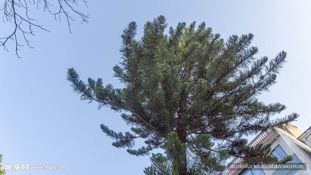 挺拔松树直耸蓝天