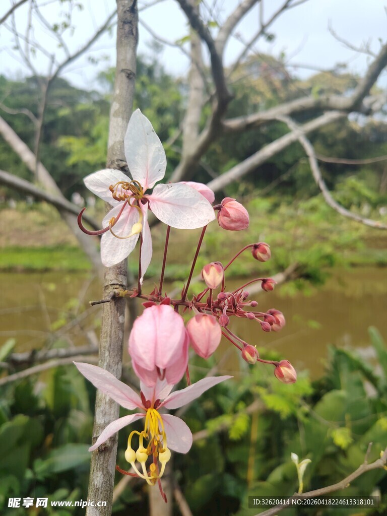 枝头绽放的亮丽花朵