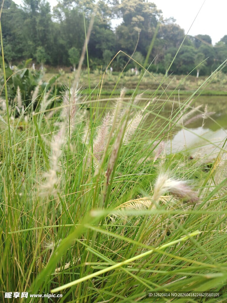 田野中的蓬勃绿色蒲苇
