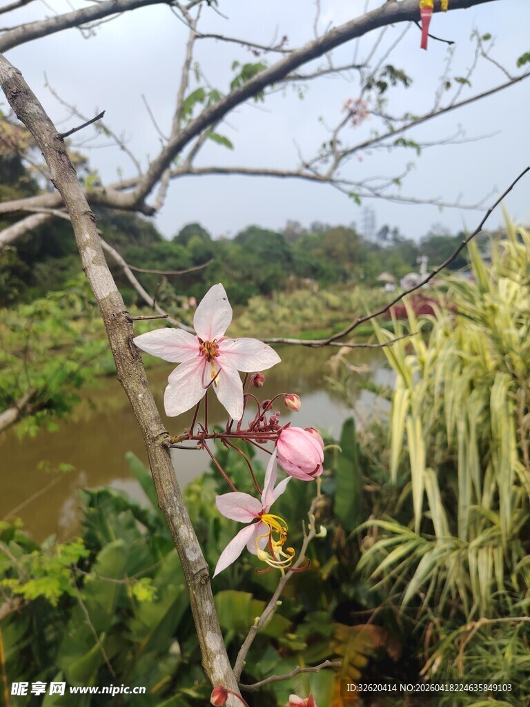 枝头绽放的娇艳花卉