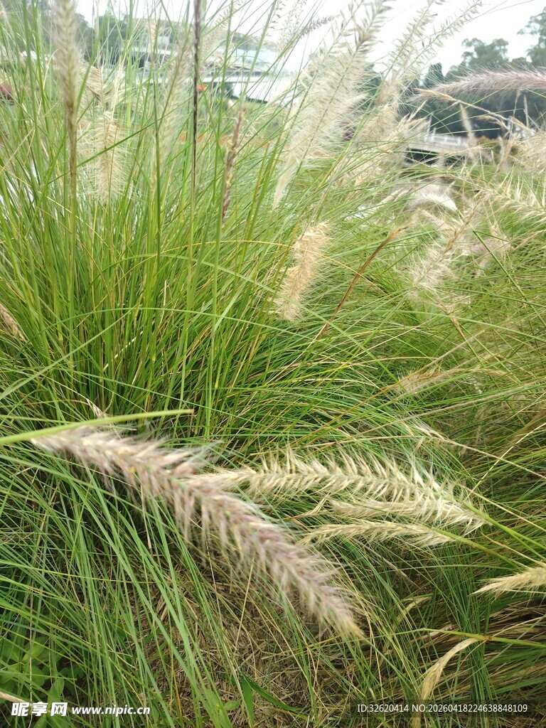 随风摇曳的美丽观赏草