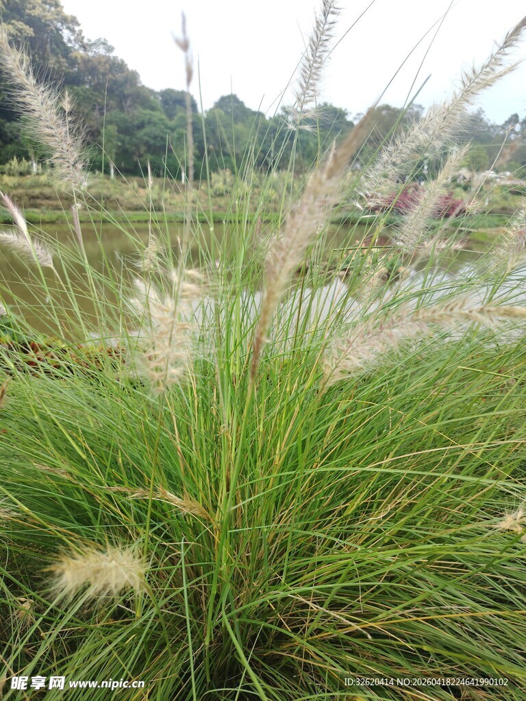 田野中的茂盛狗尾草