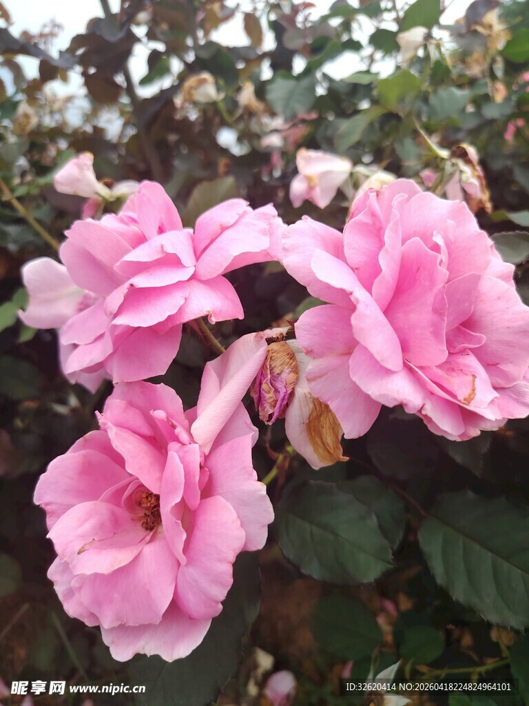 娇艳粉色月季花绽放