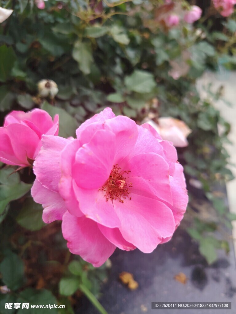 娇艳粉色月季花绽放