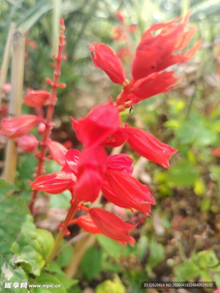 鲜艳红色串串红花卉