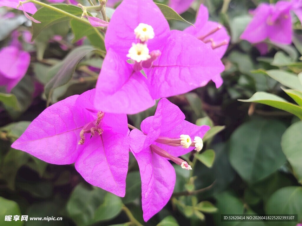 娇艳三角梅绽放