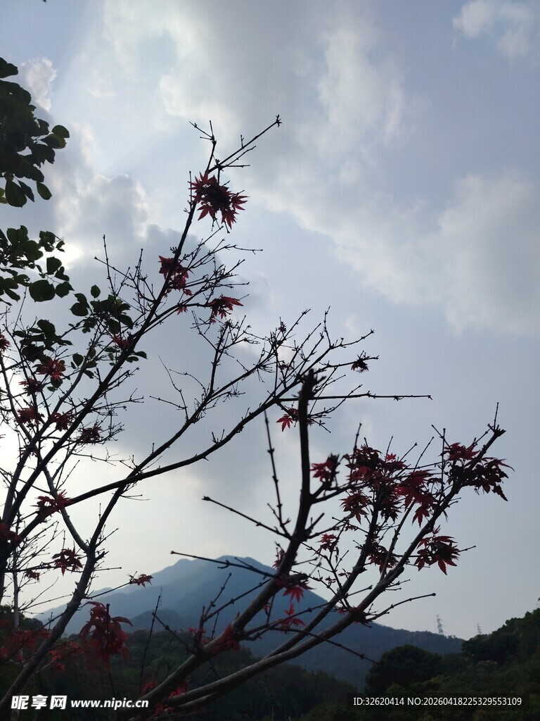 枝头红叶映远山