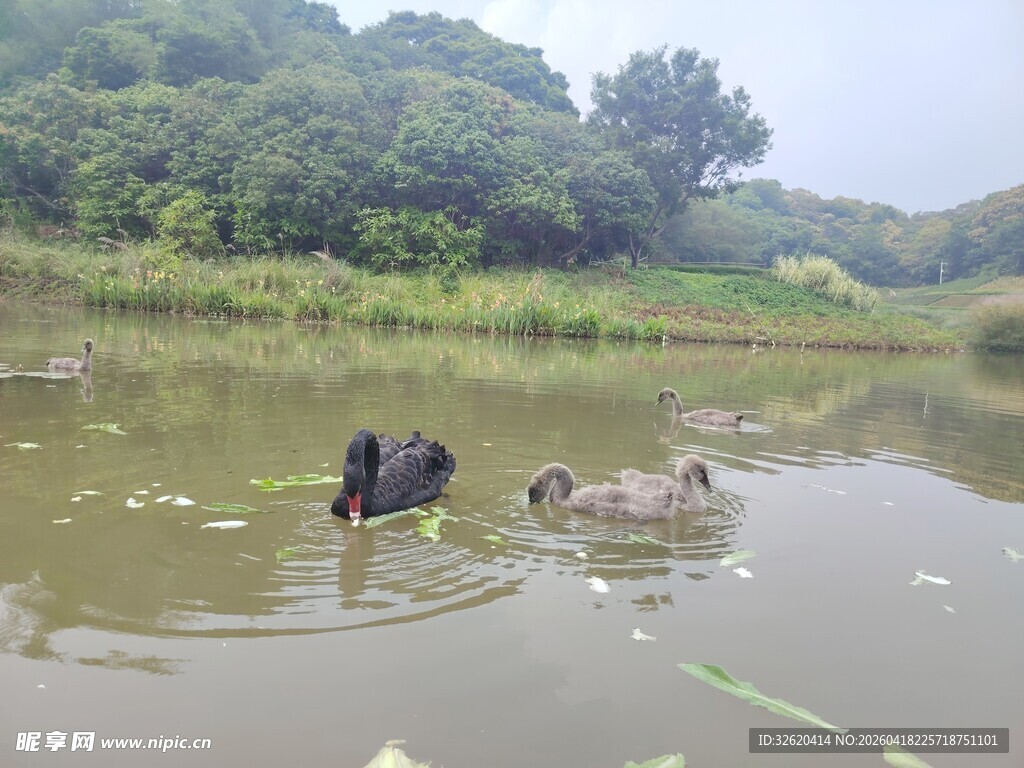 水中动物嬉戏场景