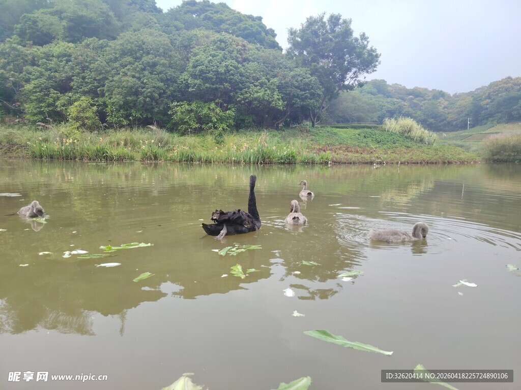 湖畔黑天鹅与群鸟嬉戏
