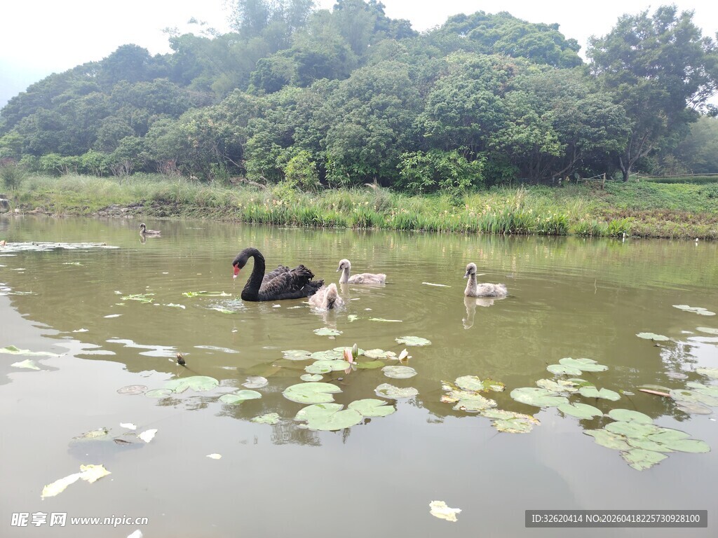 黑天鹅与幼崽悠游于湖面