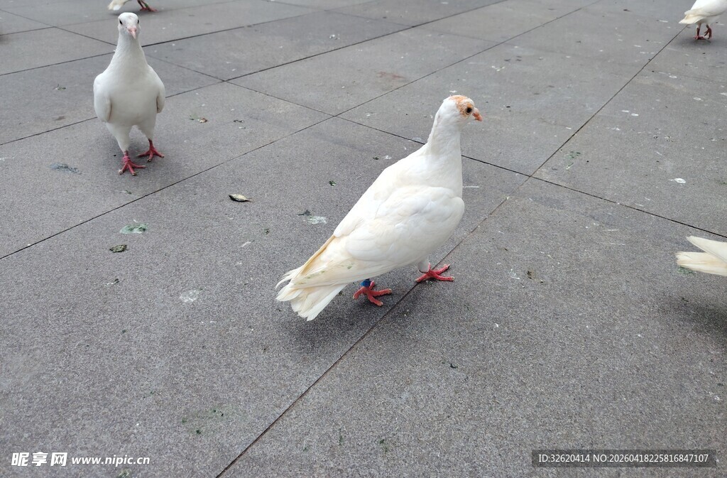 广场上的几只白色鸽子